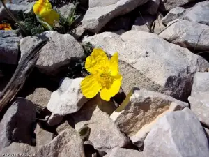 Flore du Ventoux (© Jean Espirat)