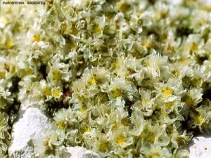 Flore du Ventoux (© Jean Espirat)