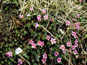 Flore du Ventoux (© Jean Espirat)