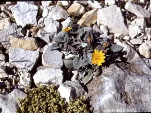 Flore du Ventoux (© Jean Espirat)