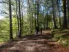 Wandelen in het bos