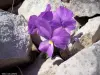 Flore du Ventoux (© Jean Espirat)