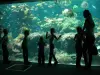Nausicaá: het aquarium