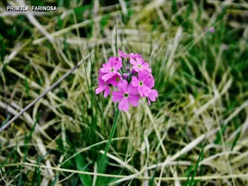 Le Parc Naturel Régional du Haut-Jura - Élément de la flore du Haut Jura (© Jean Espirat)