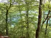 Lac Pavin vu au travers de la forêt (© Jean Espirat)
