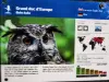 Información sobre el búho real europeo
