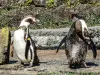 Pingüinos de Humboldt (© JE)
