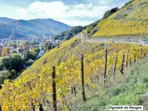 Vignoble de Thann - Le Rangen (© Jean Espirat)