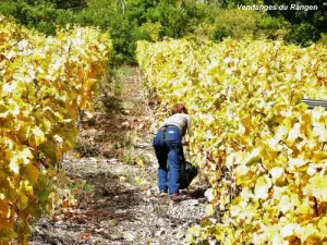 Thann - Vendanges du Rangen (© Jean Espirat)