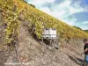 La route des Vins d'Alsace - Thann - Vendanges du Rangen (© Jean Espirat)