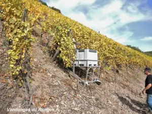 Thann - Vendanges du Rangen (© Jean Espirat)