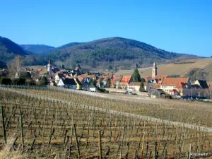 Riquewihr vu du vignoble (© Jean Espirat)