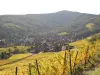 La route des Vins d'Alsace - Vignoble du Kastelberg - Andlau