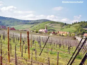 Vignoble de Niedermorschwihr (© Jean Espirat)