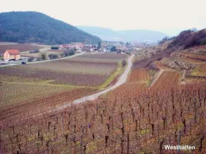 Vignoble de Westhalten (© Jean Espirat)