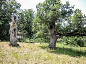 The multi-centennial oaks, including one dead and hollow (© J.E)