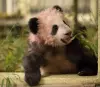 Il piccolo panda