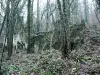 Bergette Naturwaldbereich - Wanderungen & Spaziergänge in La Ferté-sous-Jouarre