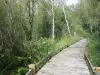 Champgazon Peat Bog - Wandeltochten & wandelingen in Montsauche-les-Settons