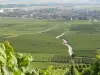 Circuit VTT de Vertus - Randonnées & promenades à Blancs-Coteaux