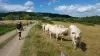 Gorges of the Canche - Hikes & walks in Roussillon-en-Morvan