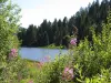 Lac de Lispach - Randonnées & promenades à La Bresse