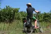 Ruta del vino - Travesías y excursiones en Brissac