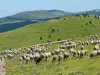 Sentier des crêtes du mont Lozère - Randonnées & promenades à Pont de Montvert - Sud Mont Lozère