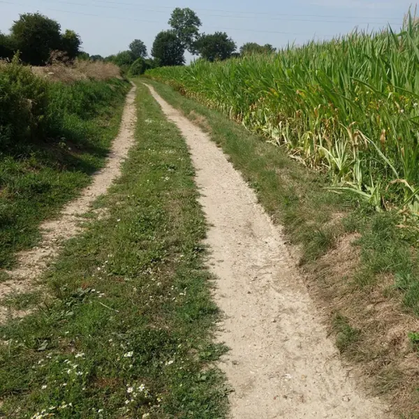 Sentiero delle orchidee - Escursioni e passeggiate a Boulleville