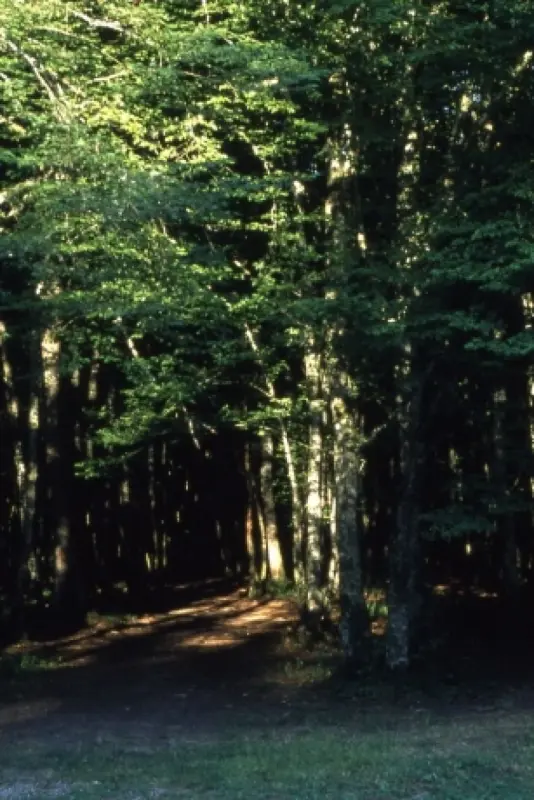 Der Wald von Larivour - Wanderungen & Spaziergänge in Lusigny-sur-Barse