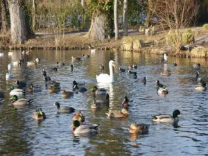 ブーバケ公園まで歩く