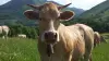 Vache - Accous - Jouers