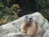Allevard - Marmotte