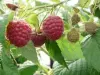 Allevard - Framboises