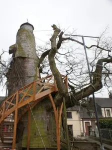 Le chêne millénaire