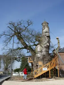 Le chêne millénaire