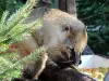 Red Coati  - アムネビル動物園（©J.E）