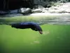 アシカ - 動物園（©J.E）