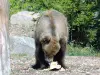 Brown bear - Zoo (© J.E)