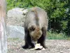 ヒグマ - 動物園（©J.E）