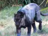 黒ヒョウ - 動物園（©J.E）