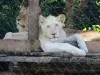 Panthera leo - Lion blanc - Zoo (© J.E)