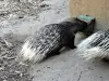 ヤマアラシ - 動物園（©J.E）