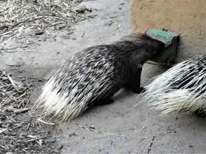 Stachelschwein - Zoo (© J.E)