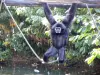 ギボン - 動物園（©J.E）