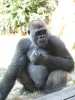 ゴリラ - 動物園（©J.E）