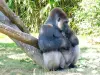 ゴリラ - 動物園（©J.E）