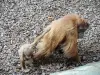 オランウータン - 動物園（©J.E）