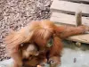 オランウータン - 動物園（©J.E）