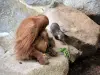 オランウータンとカワウソ - 動物園（©J.E）